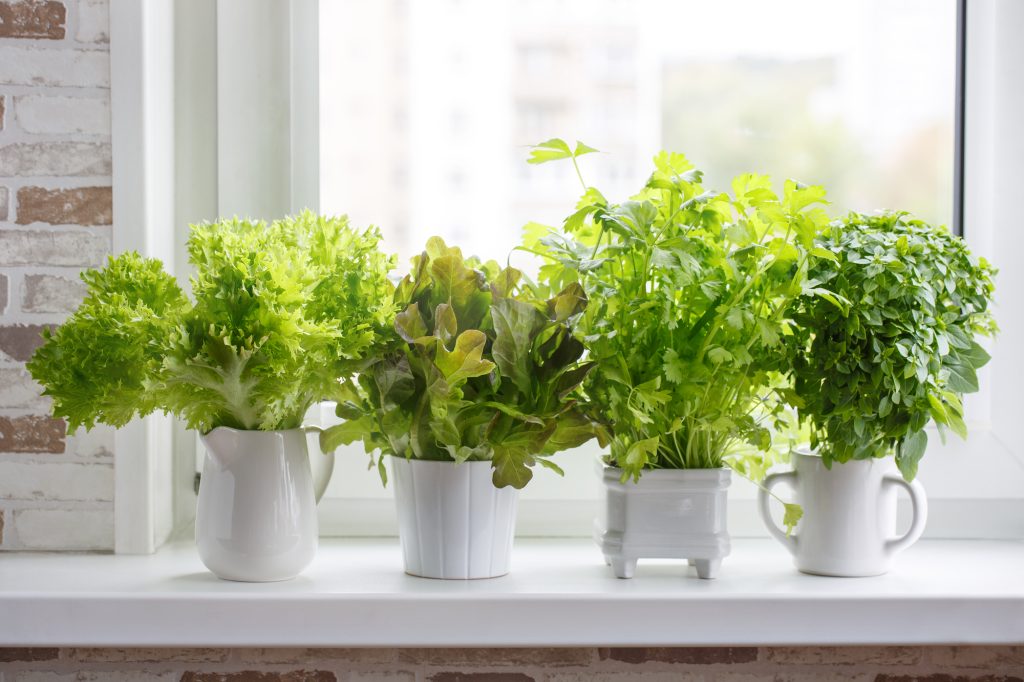 ndoor herb garden growing fresh greens like lettuce, basil, and parsley on a sunny windowsill—ideal for sustainable new year resolution ideas.