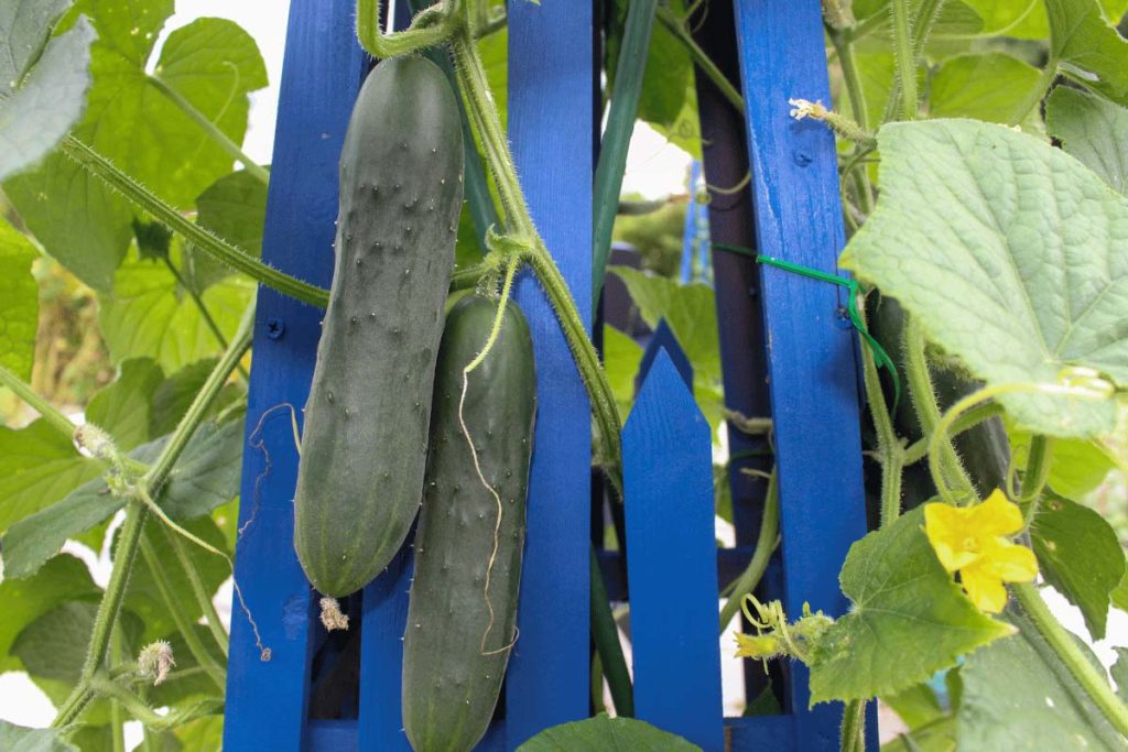 Cucumbers climbing a vibrant blue trellis in a square foot garden, demonstrating vertical growing for healthy, space-saving harvests.