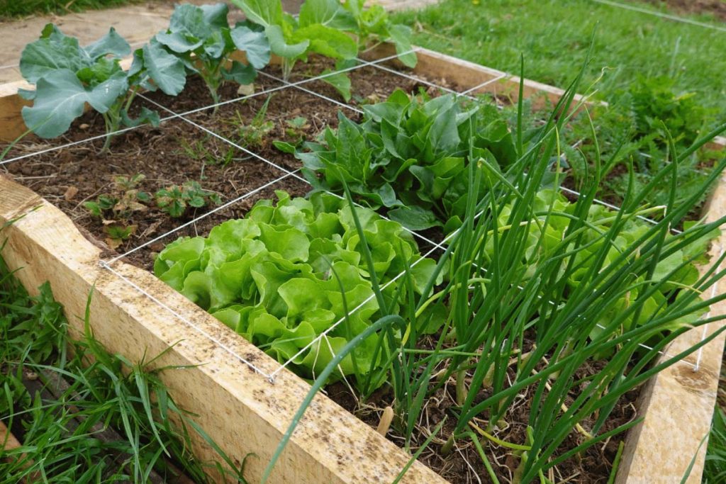 Thriving Square Foot Garden with leafy greens and onions growing in clearly defined sections, showcasing healthy growth and efficient spacing.