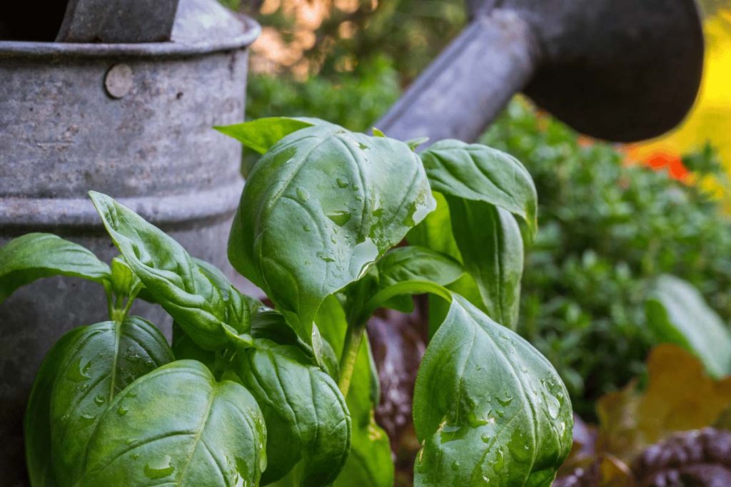 Close-up of freshly watered basil leaves in a Square Foot Garden, with a metal watering can in the background, highlighting effective plant hydration.