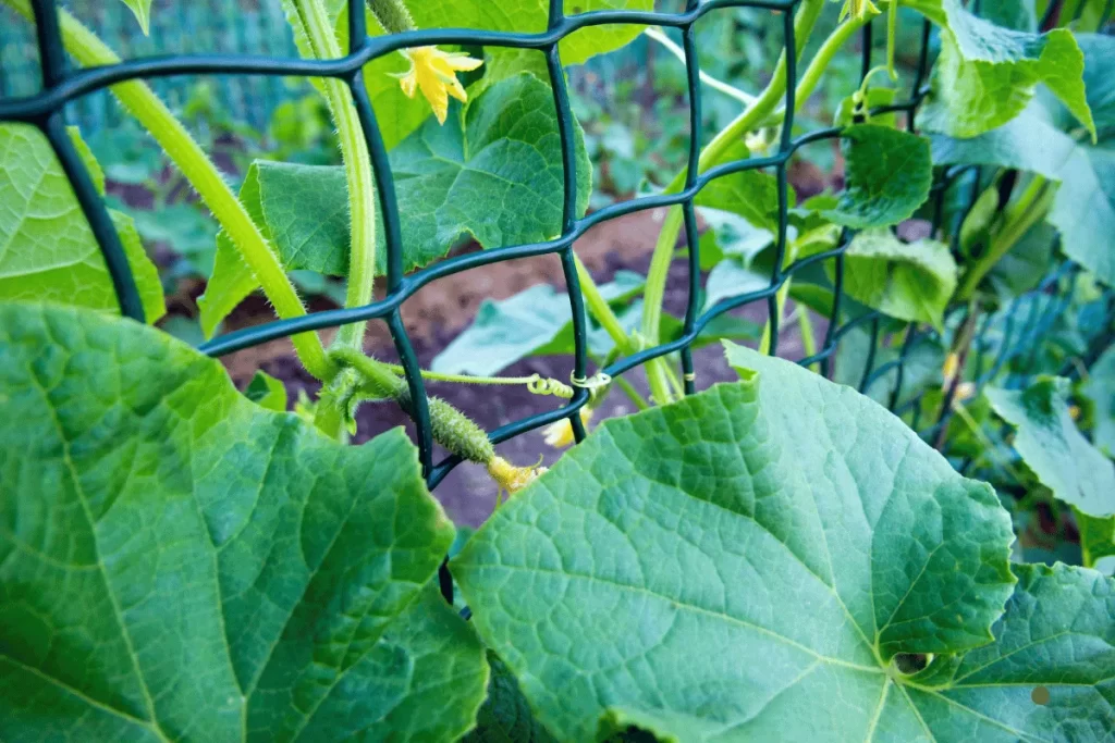 Square foot gardening with vertical trellising—cucumber vines climbing a sturdy wire trellis to maximize space in small gardens.