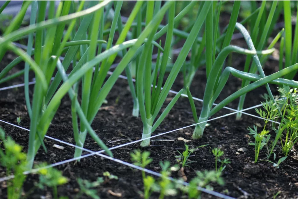 Companion planting in square foot gardening with onions and carrots growing in a well-spaced grid to boost health and deter pests naturally