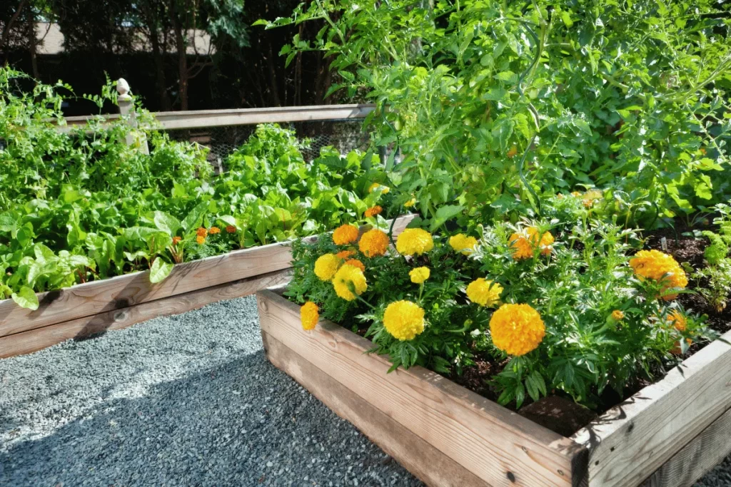 Raised square foot garden beds in small spaces with companion planting of vegetables and marigolds for natural pest control