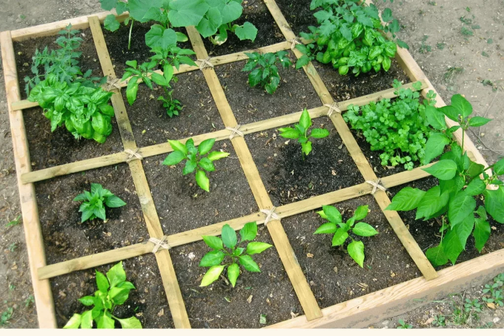 Square foot gardening in small spaces using a 4x4 raised bed divided into 1-foot sections, each growing different vegetables and herbs.