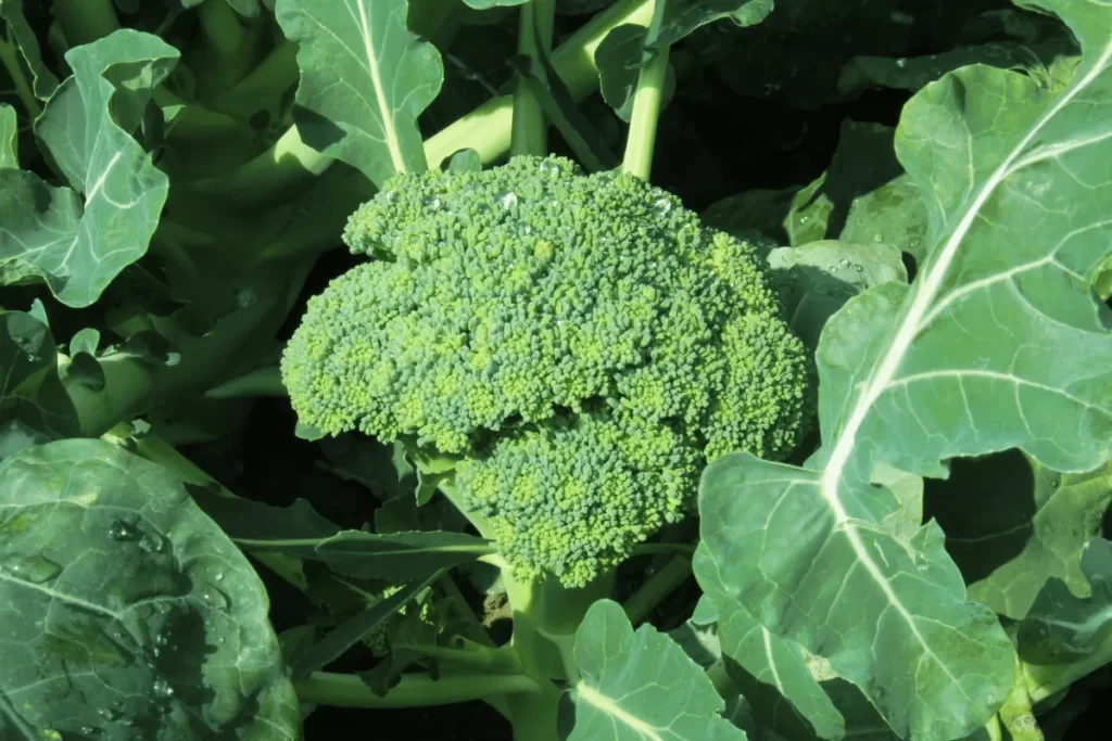 Broccoli plant growing in a home garden with large green leaves and a mature head.