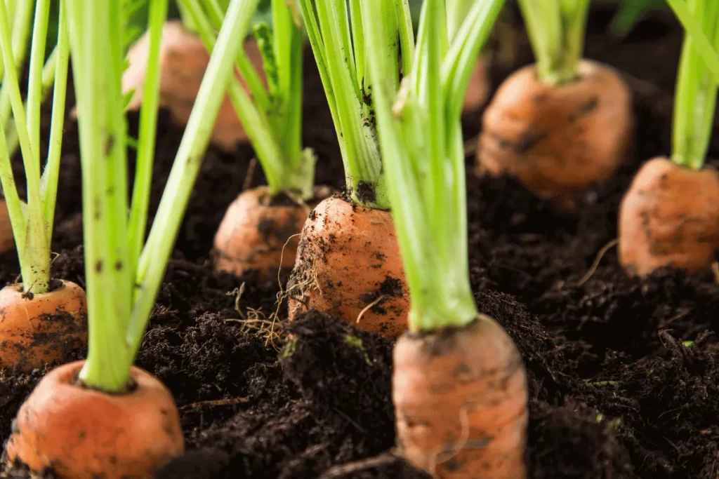 Carrots growing in rich soil in a square foot garden companion planting bed, with healthy green tops.