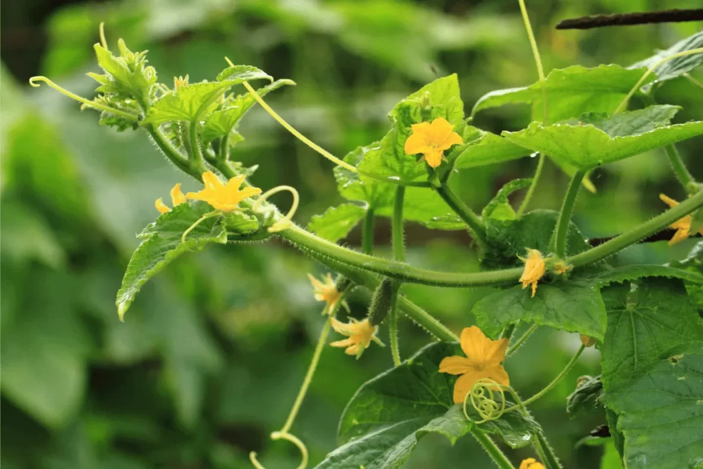 Cucumber vine with yellow flowers growing vertically in a garden set-up.