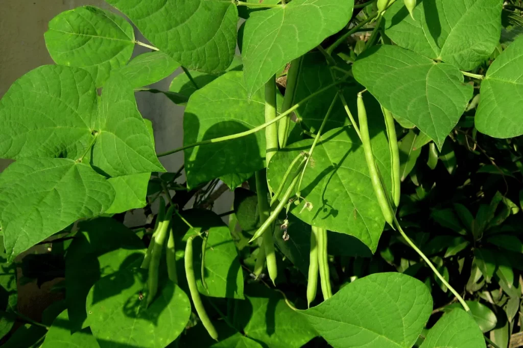 Bush beans growing on healthy vines with large green leaves in a home garden.