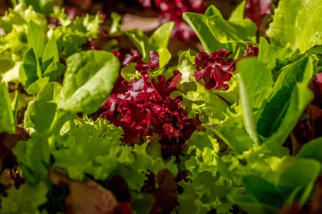 Mixed green and red lettuce varieties growing densely in a garden.