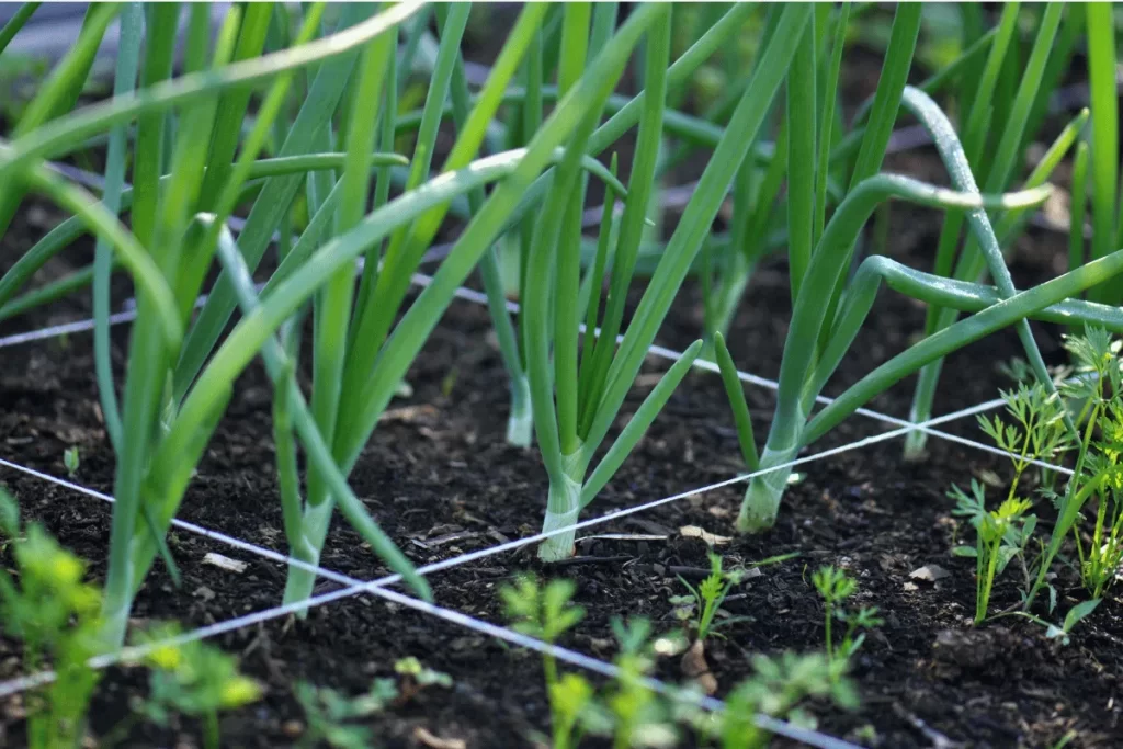 Onions growing in evenly spaced rows within a square foot gardening grid alongside young carrot seedlings.