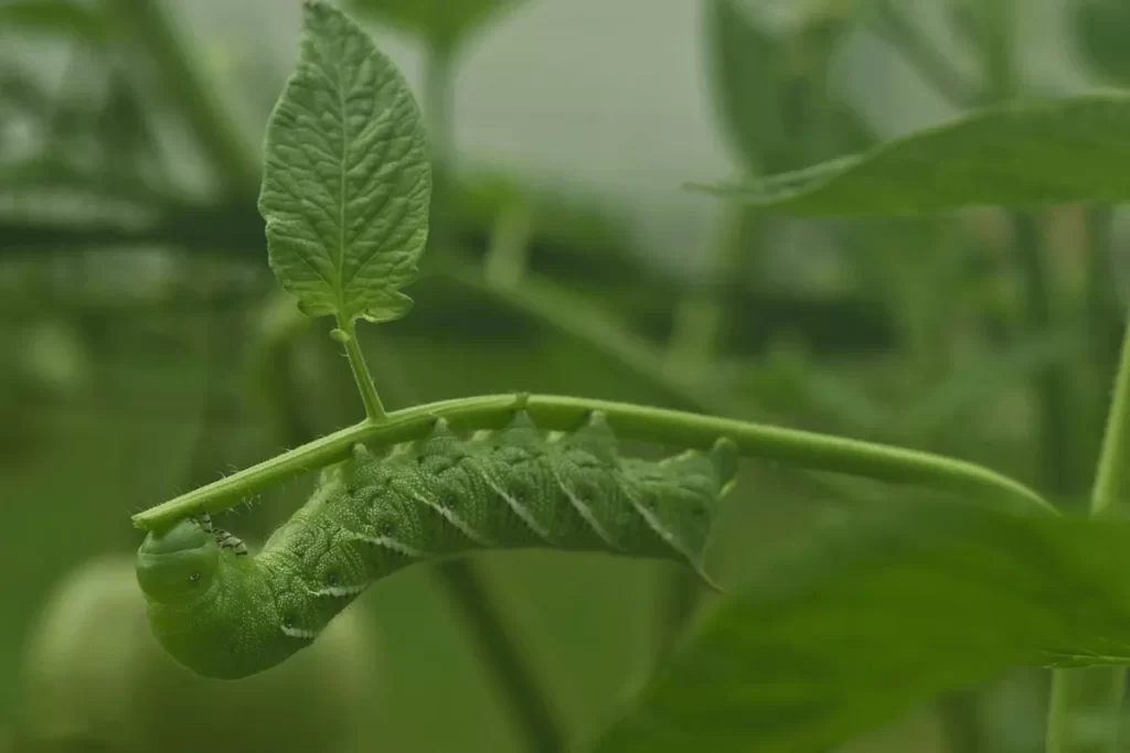 Green tomato hornworm feeding on a plant stem among green foliage.