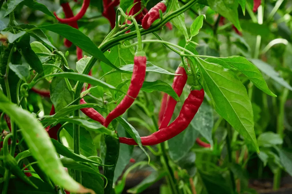 Red chili peppers growing among green leaves in a square foot garden companion planting layout.