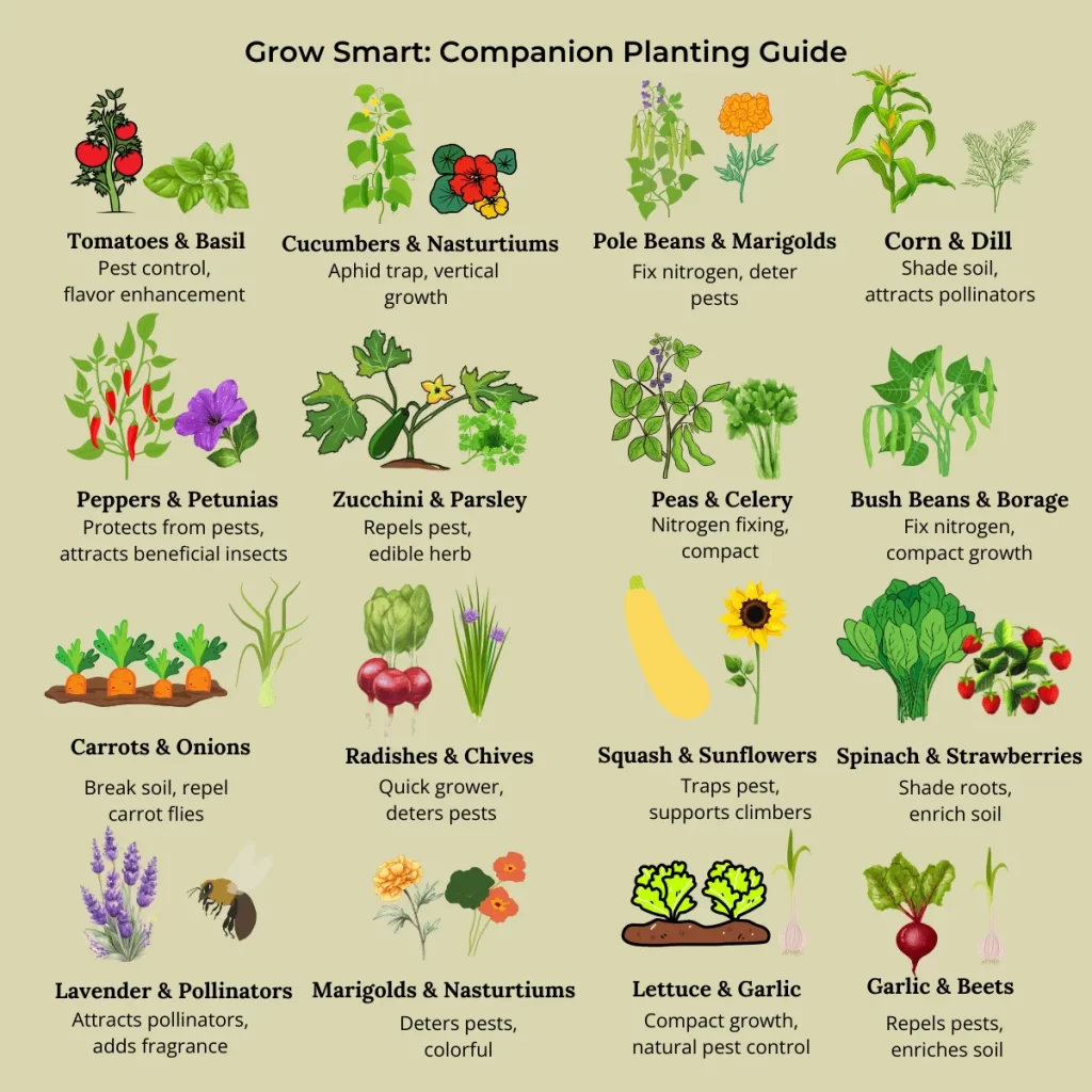 Grow Smart chart showing square foot garden companion planting pairs like tomatoes and basil, cucumbers and nasturtiums, and beans and marigolds.