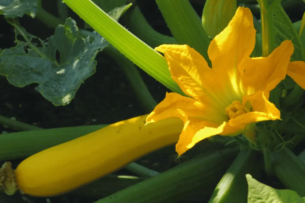 Yellow squash plant with a bright yellow blossom growing in a garden.