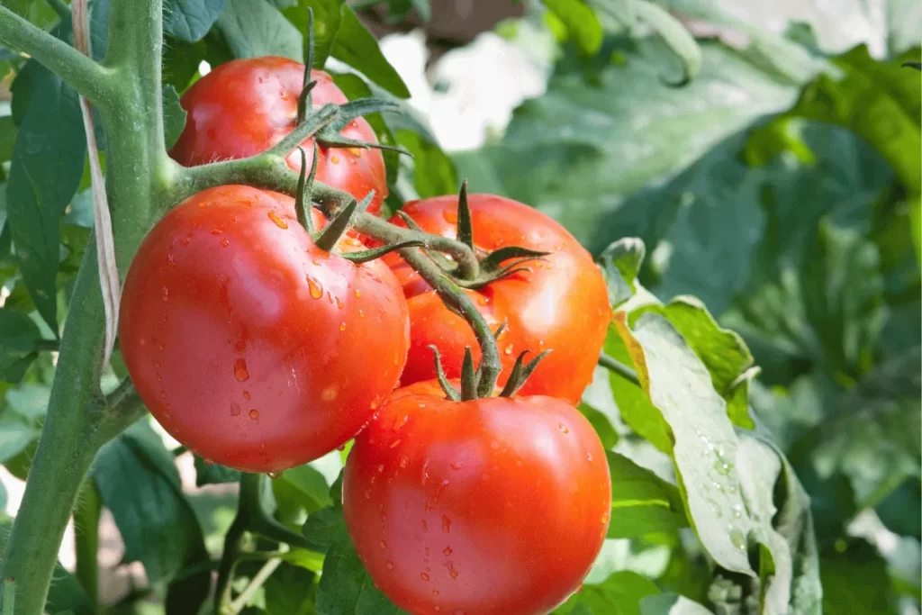 Ripe tomatoes growing on a vine in a square foot garden companion planting layout with lush green leaves.