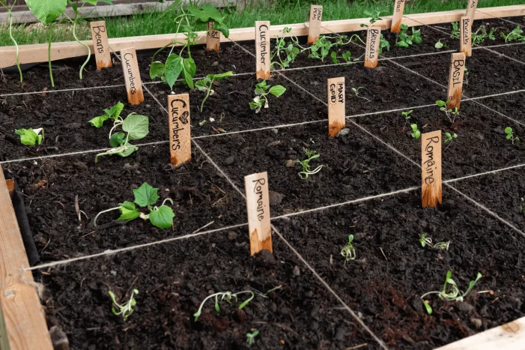 Square foot garden companion planting bed with cucumbers, romaine, beans, basil, and marigold seedlings in clearly marked squares.